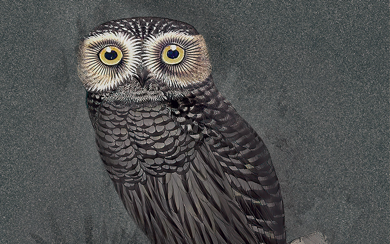 Hypnotic Owl